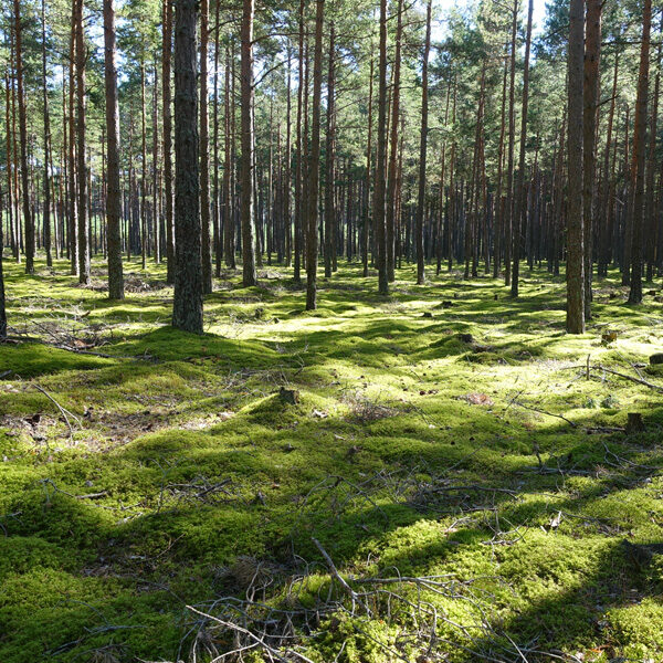 Roadtrip Estland Reiseblog Van Wohnmobil